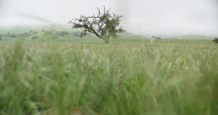 Old tree in the middle of a crop field on a foggy day in the country
