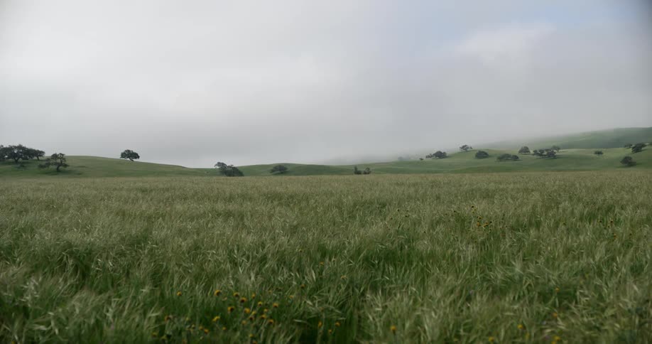 The field is covered with tall grass