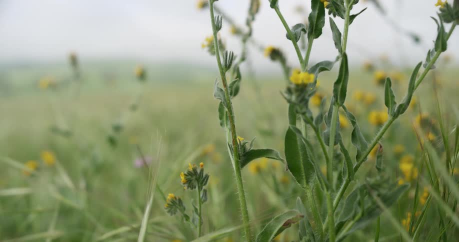The field is full of tall grass and yellow flowers