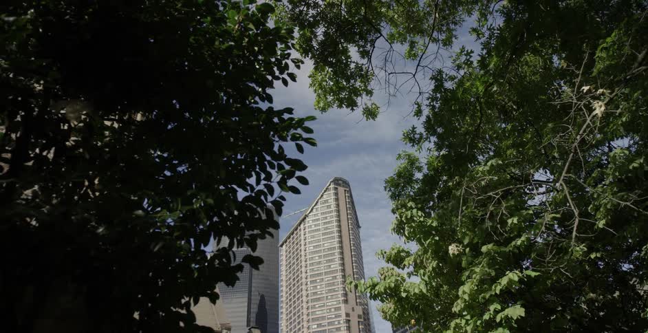 Trees with leaves with buildings and skyscrapers in the background