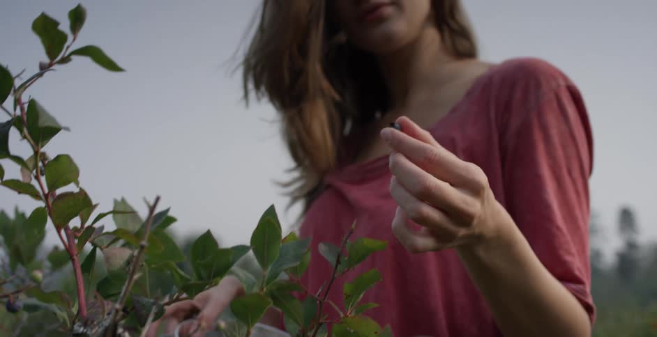 Woman picking berries off a plant then eating it