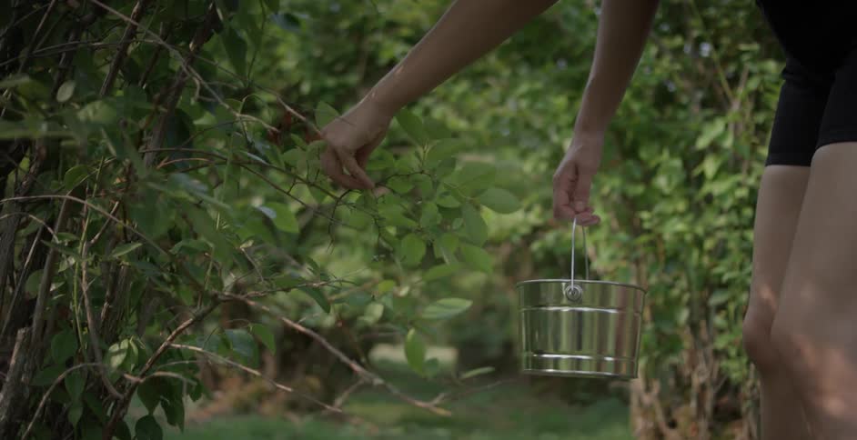 Two teenage girls pick berries in an orchard