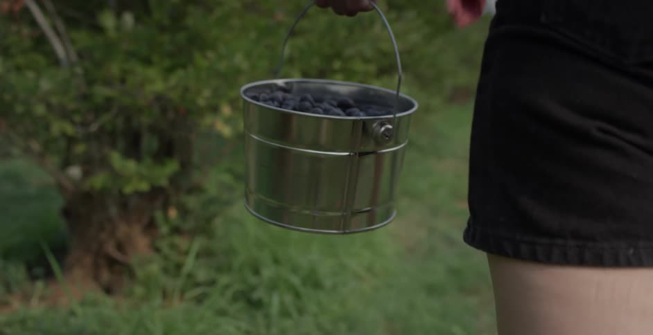 Woman in black shorts picks blueberries in a metal bucket