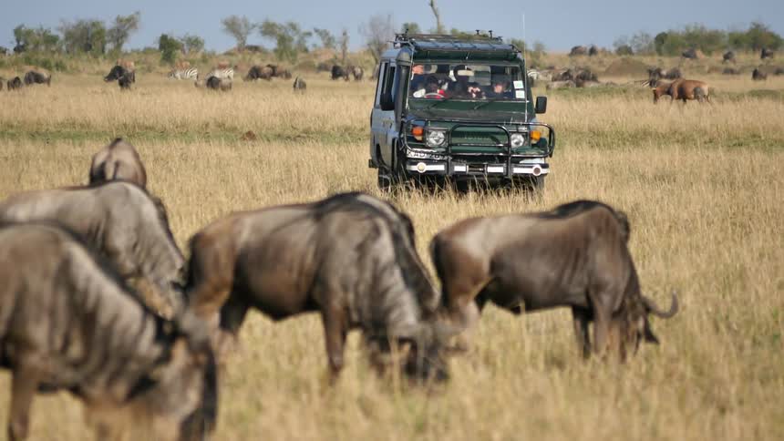 Buffalo graze in a field as a land rover approaches