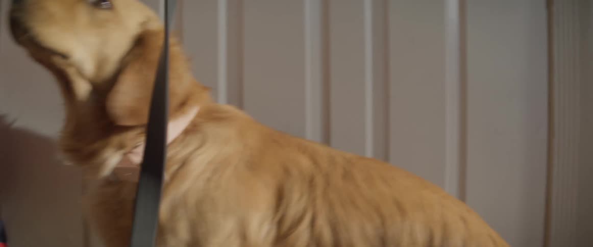 Brown dog sits by the door while its owner holds a leash
