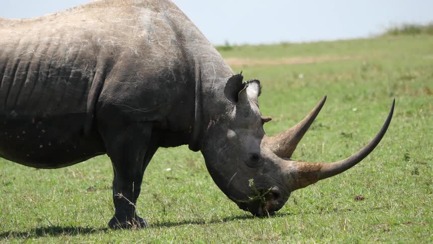A rhino grazes and eats grass in a field