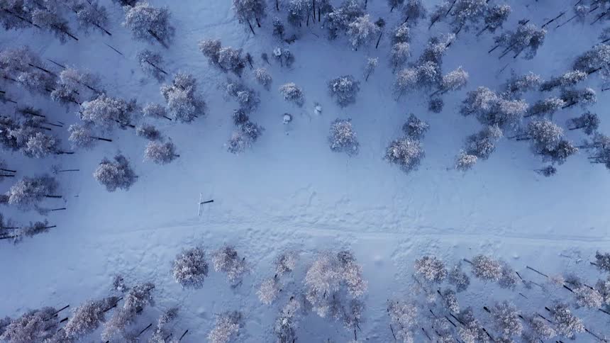 Top down aerial view of snow covered pine forest