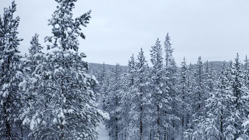 Trees covered in snow in a forest
