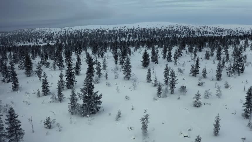 An aerial view of a forest on a foggy winter day