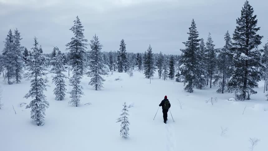 Person on snowshoes moves through snow covered conifer forest