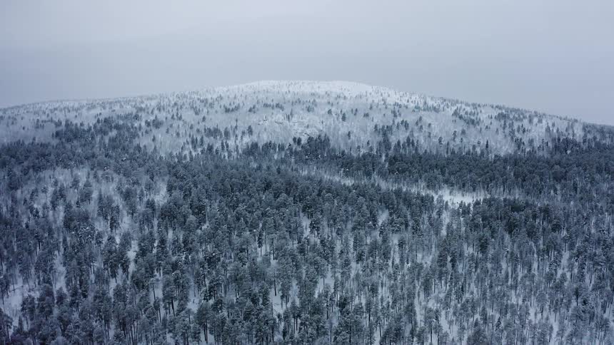 Aerial view of a snow covered forest