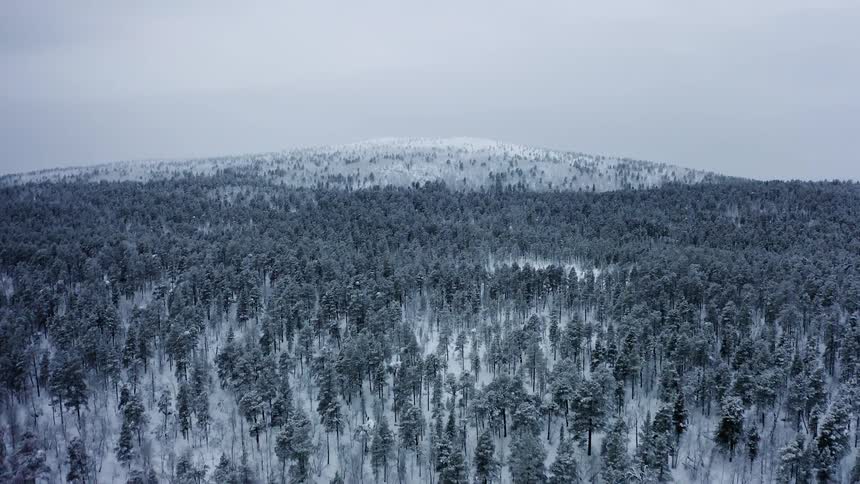 Snow and frost cover large conifer forest surrounding mountain