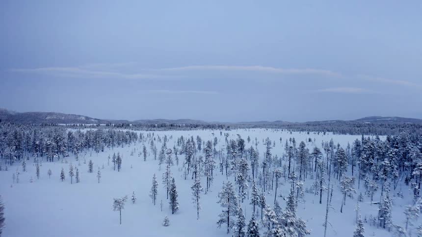 Aerial view of pine tree forests in the frozen plains at winter