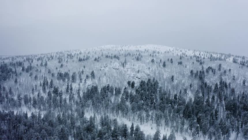 The forest becomes more sparse near the top of the snow covered mountain