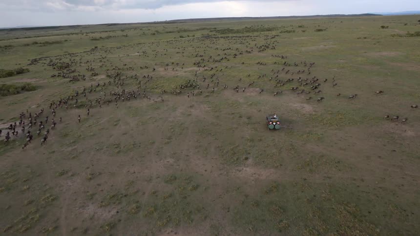 Aerial view of a vehicle herding a large group of animals in all directions