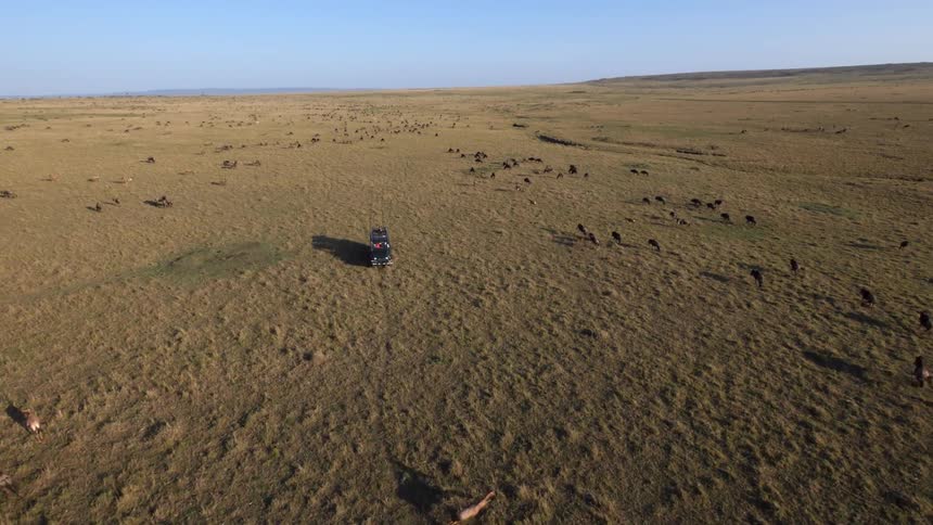 A vehicle is driving along a field as animals herd around it