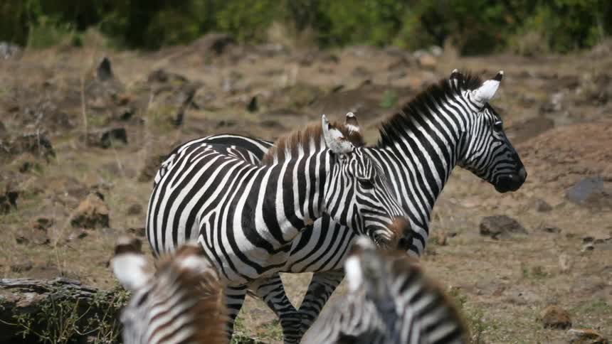 A group of zebra are together on a field