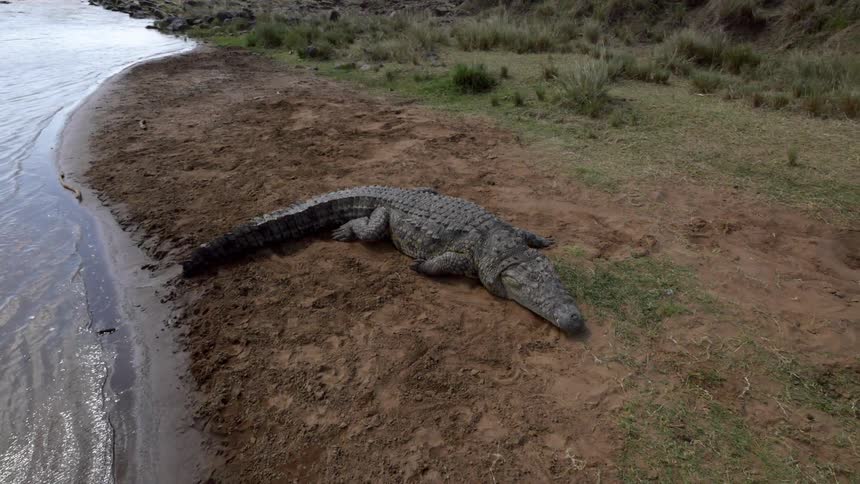 An alligator lies on a bank in the sunshine