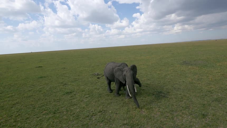 An elephant and her calf walking across a field