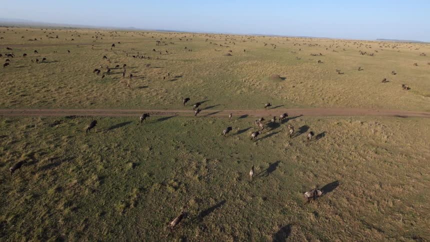 A herd of animals are running along a field