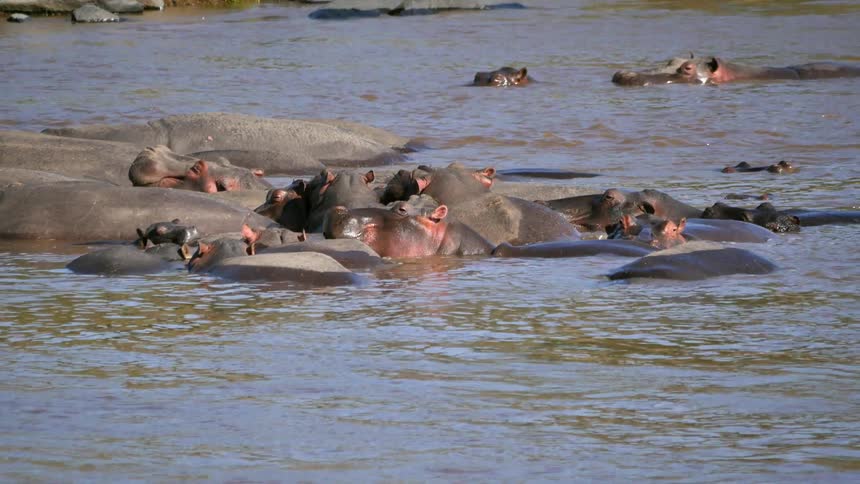 A group of rhinos relaxing in a body of water