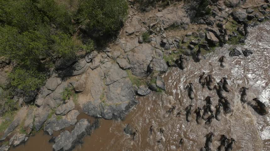 Aerial view of a herd of animals crossing a stream
