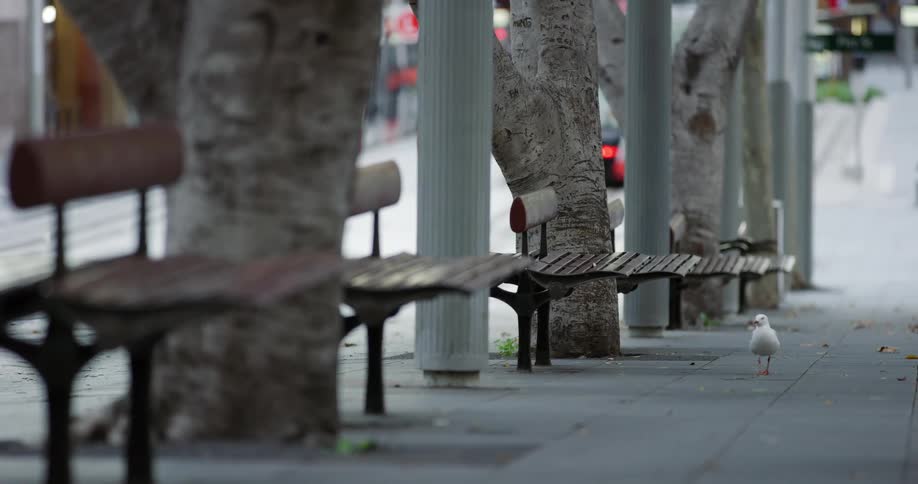 Seagull walking on the sidewalk near the benches of an empty city street