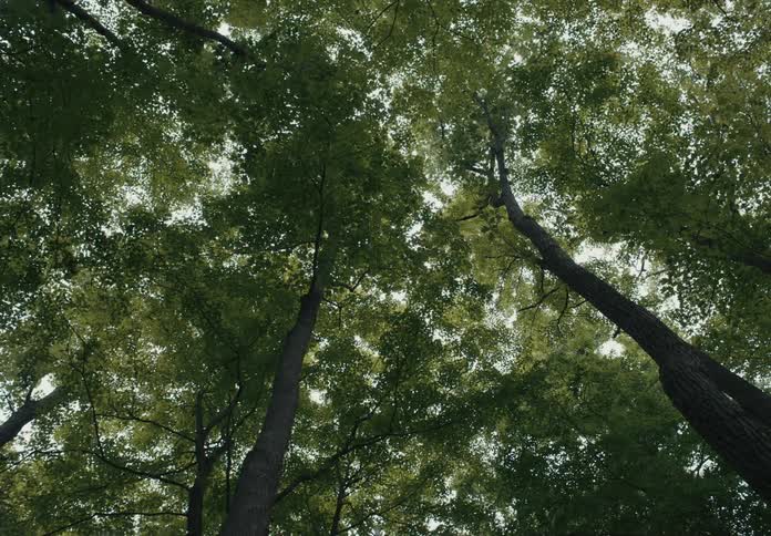 Canopy of tall trees in a forest
