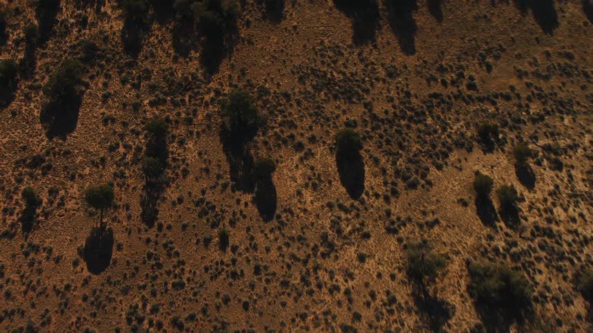 An aerial view of a forest area is displayed
