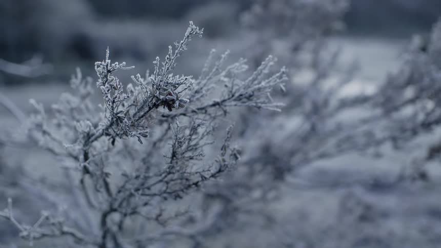 A frost covered branch