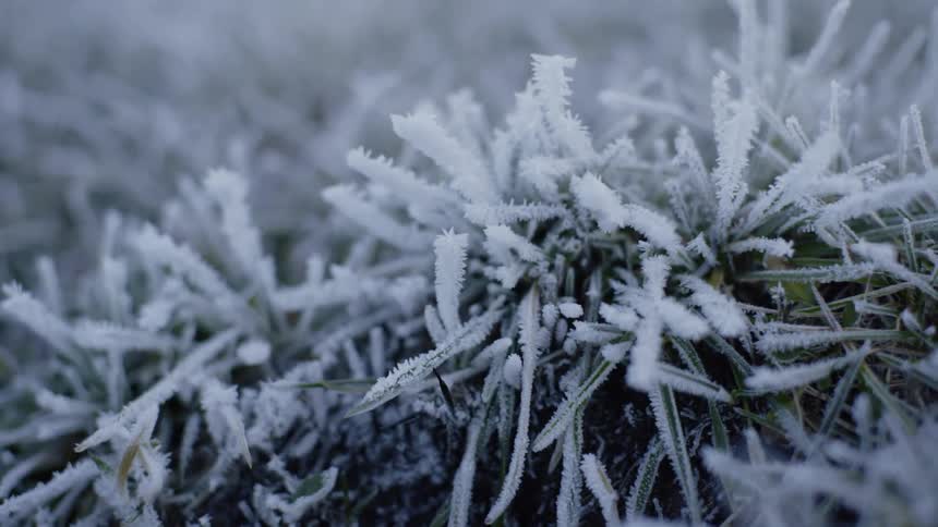 Frost covers the blades of grass