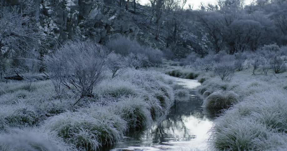 A stream in the woods surrounded by plants and grass with trees in the background