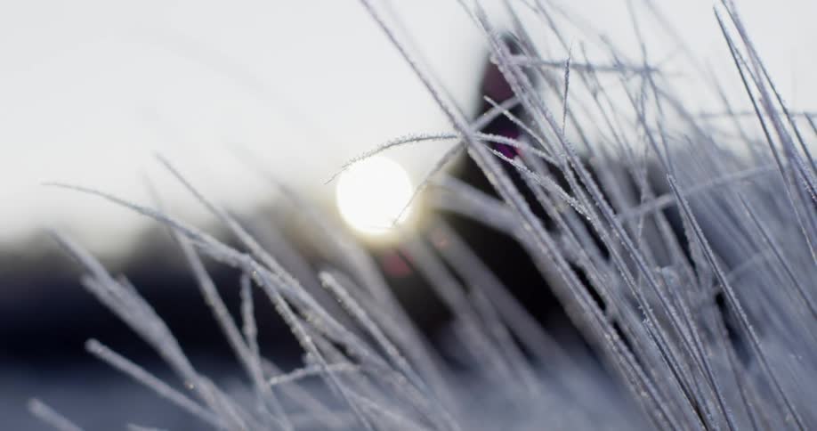 Weeds coated with ice on a winter day