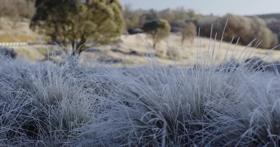 Tall grass is growing in a hilly area