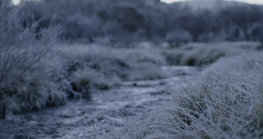 Small creek flowing on the grassland near the forest