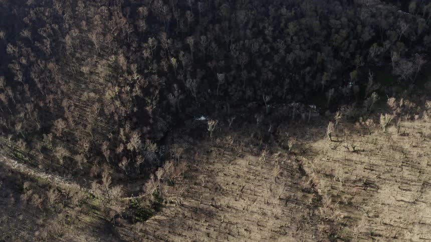 Road winds between thick forest and less tree filled area