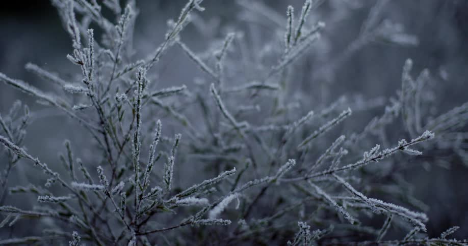 Ice crystals on branches