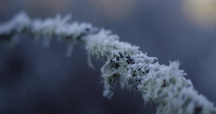 Frost on a tree branch