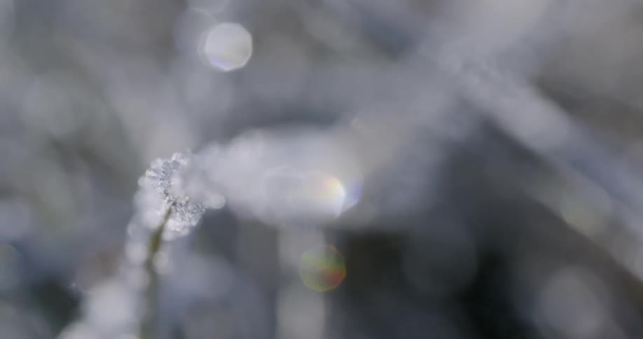 Small twig with frost or dewdrops out of focus