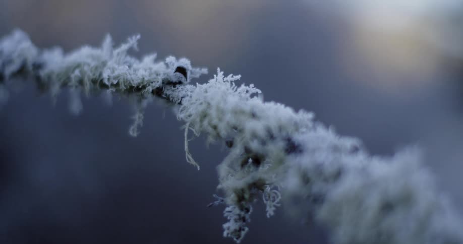 Frost clings to the moss on a branch