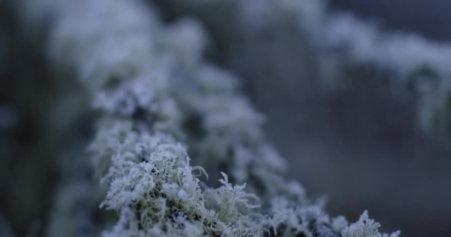 Frosted moss around a branch