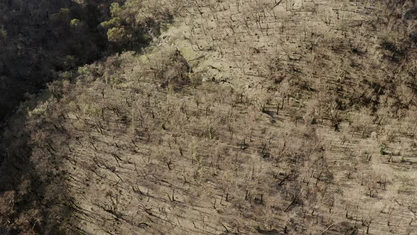 Aerial view of a forest in dry land
