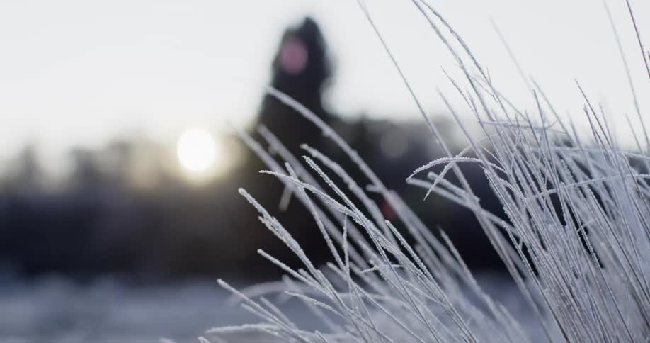 Sun hovers over tree top as ice frosts grass blades turning them white