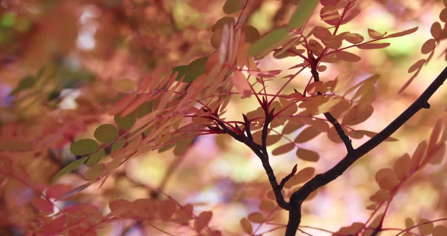 The leaves on a tree go over to pink colors in fall
