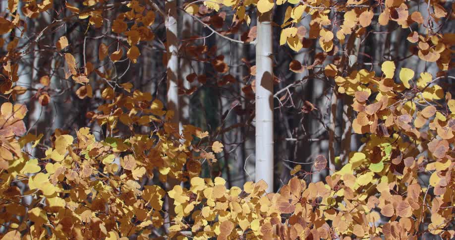 Trees with yellow leaves stand in a forest