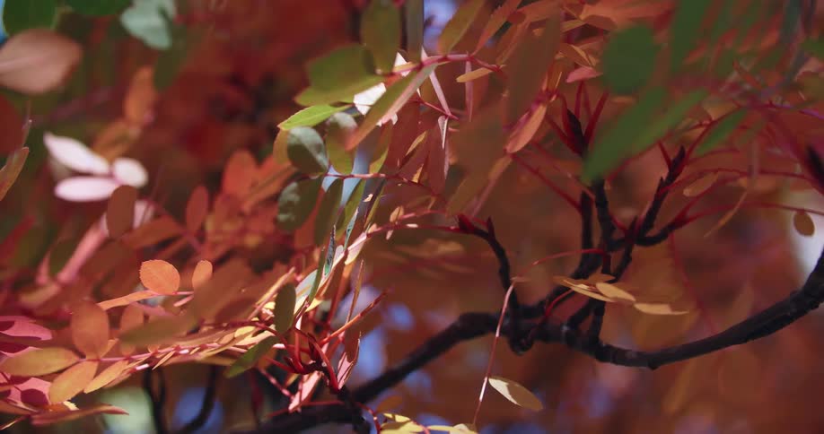 Discolored leaves on the branch of a tree