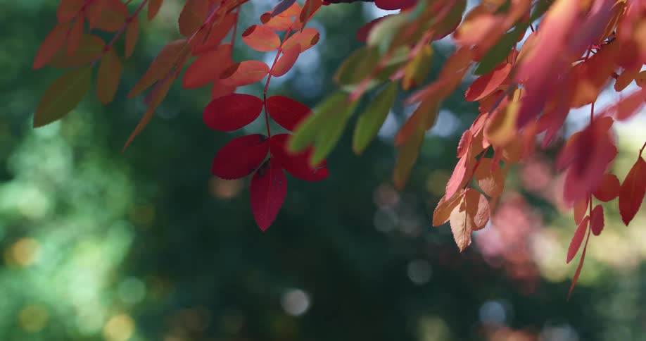 Leaves on a tree change color to red and orange