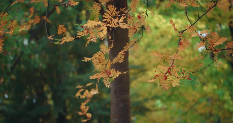 The leaves on a tree turning yellow in the fall