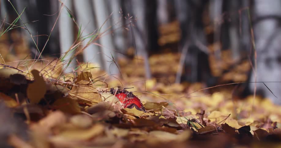 Yellow leaves on the ground