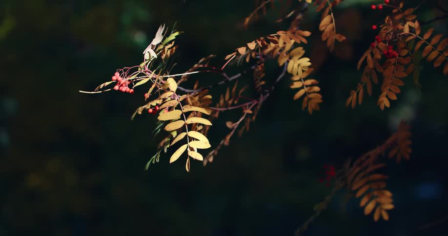 Leaves change colors on a tree in the fall